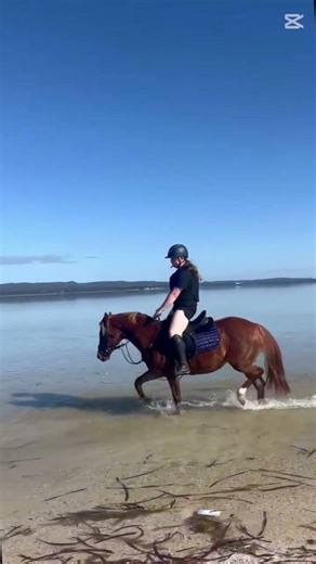 first time at the beach!! #horsecare #horse #equestrianjourney #equestrian #horsetrack #pony #fyp