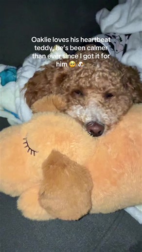 This yeast has helped so much, when I have to leave him alone he snuggles with it and it’s his favorite toy. #heartbeatteddy #dogtoy