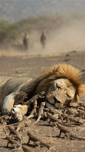 Lizards Attack Lion😱-Unbelieveable Wildlife Moment #shorts#lionvs lizards