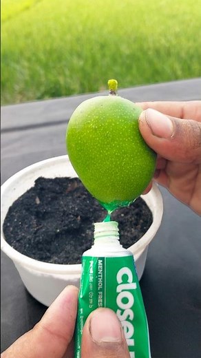 How to Grow lemon Trees from Cuttings: EASY Step-by-Step Guide