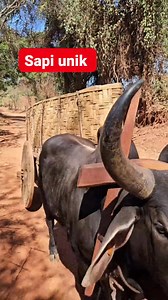 Peternakan sapi #peternakan #sapi #reels | Peternak Kambing Milenial