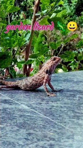 garden lizard in my garden#gardenlizard#lizard#nature#ytshorts#viralshort#reptiles#goviral #reels