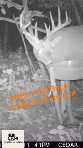 BIG Whitetail Deer Feeding at Feed Station! #trailcamera #wildlife #whitetaildeer #trailcam