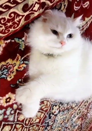 Ma Shaa Allah Osmon Cat is Relaxing #cat #turkishcat #shorts #kitten #pets #osmoncat #funny