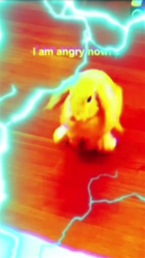 #bunny #rabbit #cute | rabbit