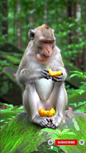 Watch This Monkey Eat a Banana in the Funniest Way!
