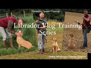 Starting to put bits together, Labrador training Vlog Ep-8