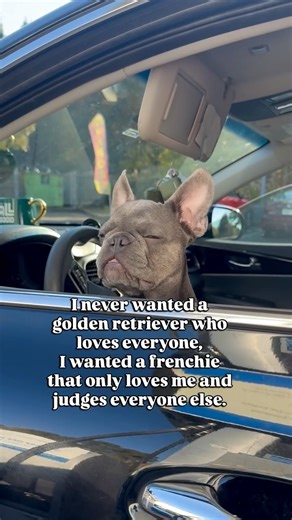 Blu | French Bulldog 🐾 ATL Dog Mom on Instagram: "No offense to the goldens…but Blu prefers a smaller circle and stronger opinions. 😌🐶 French Bulldog loyalty hits different. Velcro dog energy. Judges quietly from the passenger seat. If you’re a Frenchie mom, you already understand this level of side-eye 👀 👇 Does your dog judge too? . . . #frenchbulldog #frenchielife #dogmomaf"
