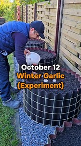 1.7M views · 10K reactions | Winter garlic (Experiment). Dear viewers, I know that garlic is planted in individual cloves, not whole heads, but this is an experiment. In the spring, I planted whole heads of spring garlic and I really liked the result. Now, I want to see what the result will be with winter garlic. You can see an experiment with spring garlic in one of my previous videos. | Harvest Garden | Facebook