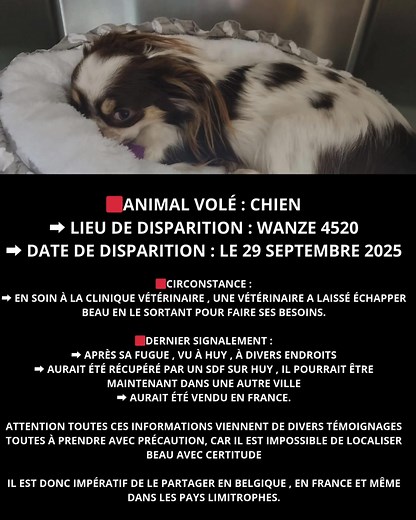 🆘 1 clic = 1 partage = 1 chance de plus de toucher la personne qui aurait des informations sur le vol de Beau 🆘 🆘 🆘🆘ATTENTION ALERTE VOL, URGENCE, RECHERCHES ET PARTAGES EN MASSE EN FRANCE ET A L ETRANGER 🆘🆘 🆘 🟥Lien vers notre carte des vols : https://www.google.com/maps/d/u/0/viewer?mid=1s_ivYjLJUa9jAD-NXur96w43OfchQ1g 🟥Lien Tiktok : https://www.tiktok.com/@ada.disparition.animaux/video/7575254091803282710?lang=fr 🟥Lien Instagram : https://www.instagram.com/p/DRVE_dtgDfT/?next=/ 🟥 V