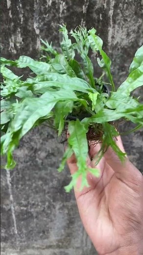 Java fern windelov leaf ☘️#aquaticplants#aquascape#lowtech#fern#noco2#aquariumplants#plantedtank