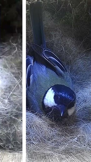11 avril 2026 Mésange charbonnière - Great tit #birds #nature #cute #wildlife #cuteanimals