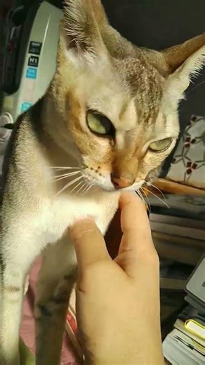 テクテク、テクテク2025年10月19日 #シンガプーラ #猫 #singapura #cat 【#1017】