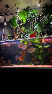 Hello 😘💙 ~~~~~~~~~~~~~~~~~~~~~~~~~~~~~~~~~~~~~~ 🧝‍♀️ #discus #discusfish #diecustank #cichlid #cichlids #pets #pet #aquatics #aquarium #aquariumfish #aquascaping #animal #animals #aquatic #aquariumhobby #discusaquarium #aquascape #aquarium #aquascaping #acquariofilia #ladydiscus #aquaria #アクアリウム #熱帯魚 #natureaquarium #aquariumdesign #アクアデザインアマノ #ネイチャーアクアリウム #アクアリウムb #aquariumsofinstagram #mytank #discuscares | Lady Discus