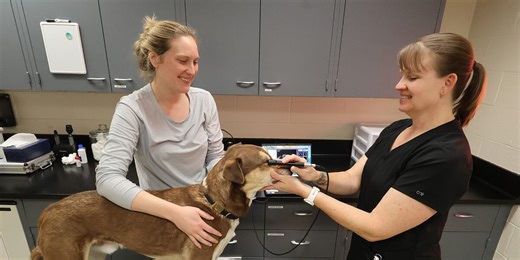 K-State veterinary team to provide vision exams for animals in May