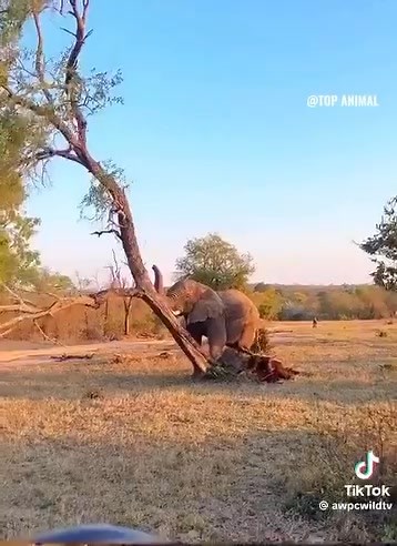 WATCH: The Arsenal elephant knocks down a tree because it doesn't want to go on top and come crashing down as always! | Kalemba