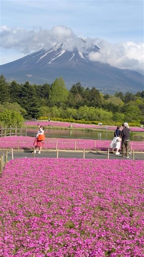 Fuji Shibazakura Festival in Japan 🇯🇵 A must visit if you’re visiting Japan in April/May months