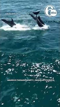 Dozens of Dolphins Leap Through California Waters in Mesmerizing Footage