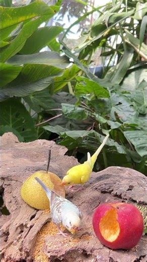 Relaxing Cat TV | Birds, Squirrels & Nature Sounds for Cats #cattv #tvforcats #birds #birdtv