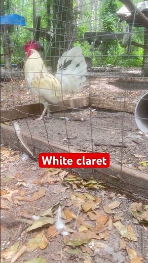 White Claret Bull stag