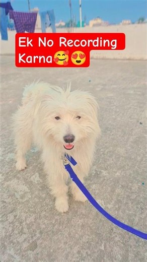 #puppy #puppylove #dogeshbhai #dog #viral #shorts