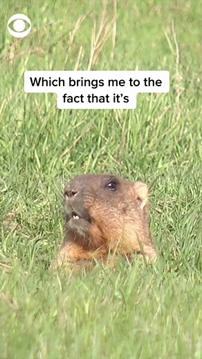 CBS News' Anne-Marie Green says what every Northeasterner is thinking on Punxsutawney Phil's weather prediction #news #groundhogday