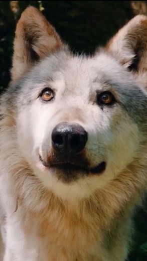 he most beautiful Wolf Lodge in the UK. Run by wolf rescue Wolf Watch UK Kgosi Lodge, named after a very special past resident black Canadian wolf named Kgosi. (Also a play on the word ‘Cosy’) This lodge is situated in Shropshire in the middle of a valley. Wolf howls wake you in the morning as you gaze through the wooded valley at all the wolves who reside there. I adore this natural paradise. Very limited dates to stay there every year. Contact @wolfwatchuk directly for more information....#hid