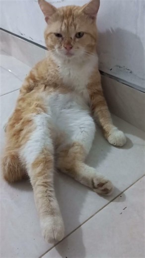 mukanya micko baret² doyan berantem ya #cat #imut #kitten #shortsvideo #cute