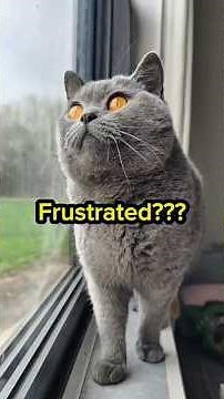 Why Your Cat Chirps at Birds (And What They Actually Need From You)