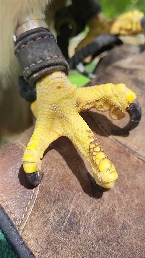RED TAILED HAWK TALONS (GRIPPING THAT GLOVE!!)