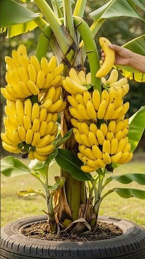🌱 Grow Unlimited Banana Trees from One Plant | Natural Way
