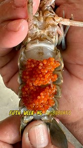 Different stages of Crayfish egg development… #crayfish #australianRedclawcrayfish #crayfishphilippines #crayfishcambodia #crayfishthailand #crayfishvietnam #business #passive #income | Sesep’s Farm