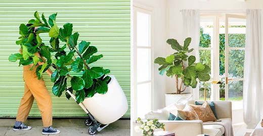 Ficus pandurata: cómo hacer para que crezca rápido y tenga más hojas