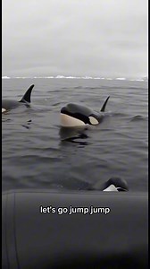 We were just out on the water when this terrified penguin came swimming full speed toward us, two orcas right behind him. We were cheering him on to jump — and what happens next is unbelievable. Nature is full of miracles. 🐧💙 #nature #penguin #wildlife | Digital realities