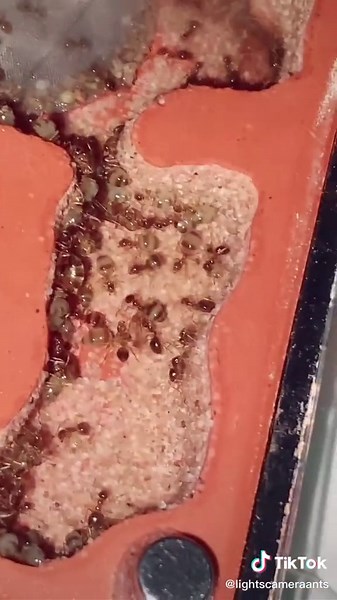 False Honeypot Ants: Discovering Prenolepis Imparis