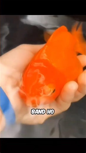 Saving a Sick Goldfish From a Deadly Disease 🐟