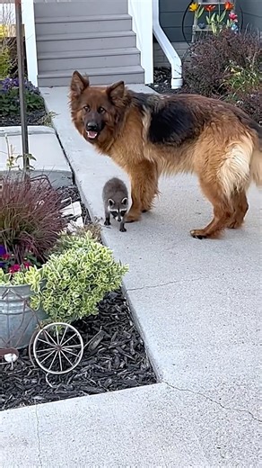 Dog Brought a Baby Raccoon at home 🥰