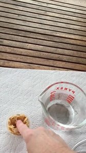 Tutorial-hatching blue bottle flies