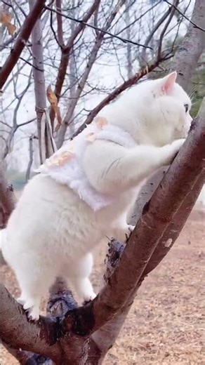 Feihong blue eyes and snow-white fur add color to this winter . #reels #viralvideo #fyp #youtube