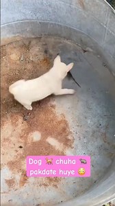 Dog Catches a Rat 🐕🐀 | Smart & Brave Dog in Action 😱💪 | Perro Atrapa una Rata 🐶🔥