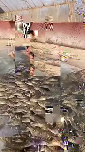 2.4M views · 10K reactions | Dingo Dinkelman’s boy swimming with Nile crocodile babies in South Africa  VIA: {IG} dingo_dinkelman #croc #crocodile #ehp #DingoDinkelman #evergladesholidaypark #viral2022 #viralvideos #reptile | Everglades Holiday Park | Facebook