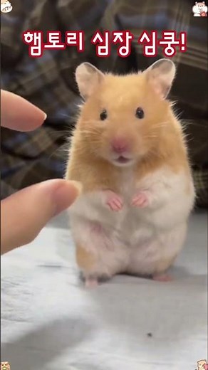 햄토리 심장 심쿵! #햄스터 #동물