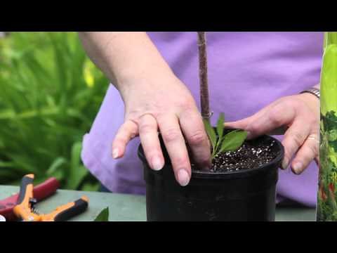 How to Grow Forsythia From Plant Cuttings : Grow Guru