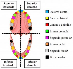 Nombre de los dientes del humano adulto (listado e imagen) — Saber es práctico