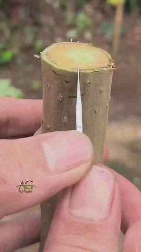 Fruit Tree Grafting Techniques for Gardeners