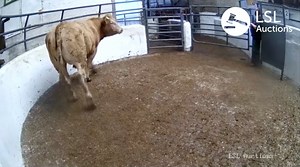 2.8K views · 31 reactions | Great day of sales at Cootehill Livestock Mart. Take a look at this Charolais cross bred bullock in Lot 373, sold for 1880. View all of today's action live & on-demand video at www.lslauctions.com/tv or download the 'LSL TV App' for Android Smart TV 'Google Play' or Apple TV. | LSL Auctions | Facebook