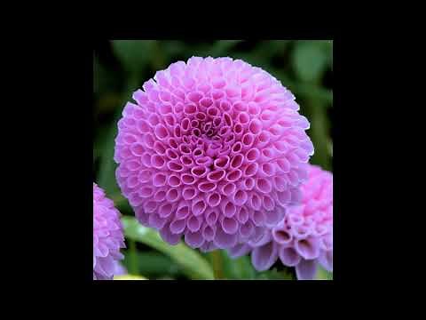 Canon de Pachelbel - Un trésor physiologique musical