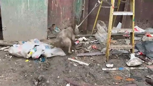 3/4 whippet 1/4 Bedlington fantastic Ratter. | Lanarkshire Rat pack