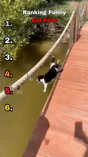 Ranking Funny CAT FAILS🐱🤪#shorts