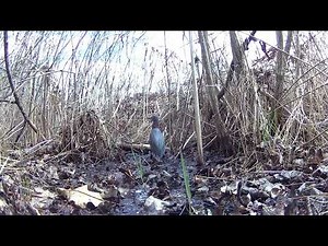 Marsh Trail Cam - 4/21/2025 - Green Heron, Virginia Rail, Sora